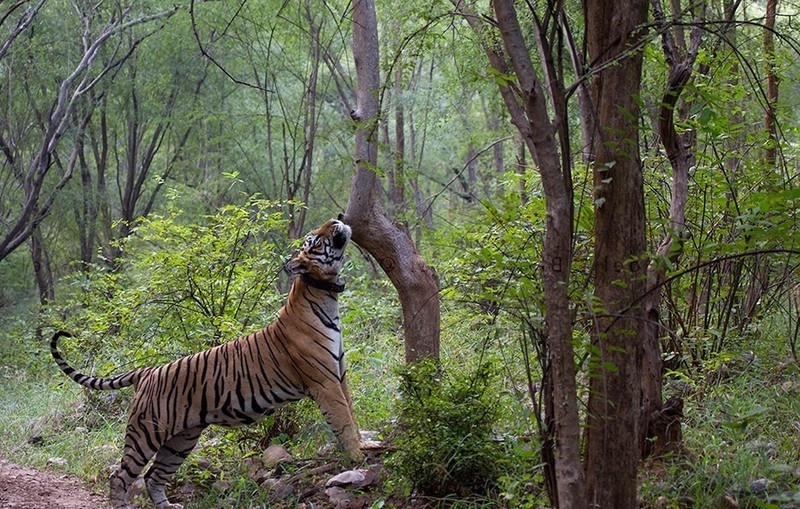 Sariska Tour Package